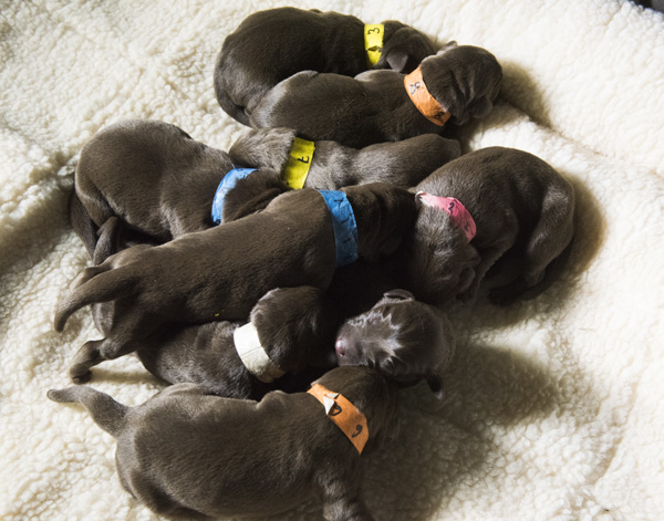 Sola 2015 Pups